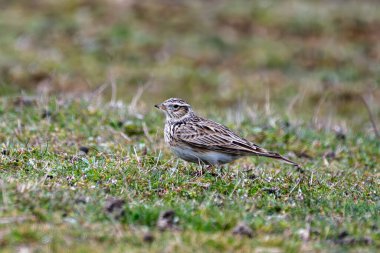 Küçük kahverengi çizgili tarla kuşu, yeşil çayır çimlerinde tetikte bekliyor..
