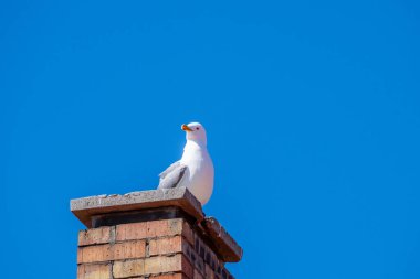 Beyaz bir martı, bir tuğla bacaya tünemiş canlı, berrak bir mavi gökyüzüne kıyıda.