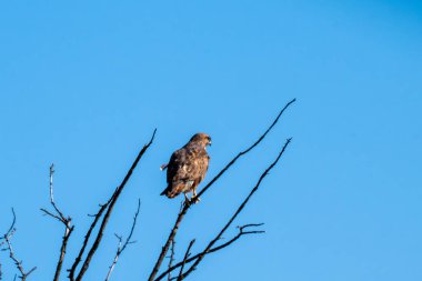 Bulgaristan 'da sert, açık mavi bir gökyüzüne karşı çıplak bir düşey dala tünemiş kahverengi benekli tüyleriyle Ortak Bir Şahin (Buteo buteo).