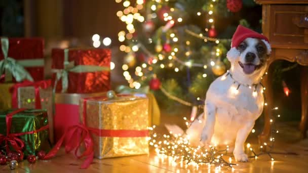 ギフトボックスの横にある明るい休日のガーランドの近くの床に素敵な犬のJer Russell Terrier お正月とメリークリスマス Happy Holiday — ストック動画