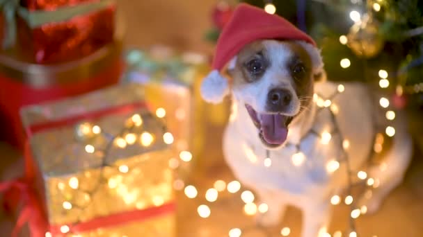 ギフトボックスの横にある明るい休日のガーランドの近くの床に素敵な犬のJer Russell Terrier お正月とメリークリスマス Happy Holiday — ストック動画