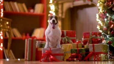 Komik köpek Jer Russell Terrier. Kutuların yanında. Arka planda hediyeler var..