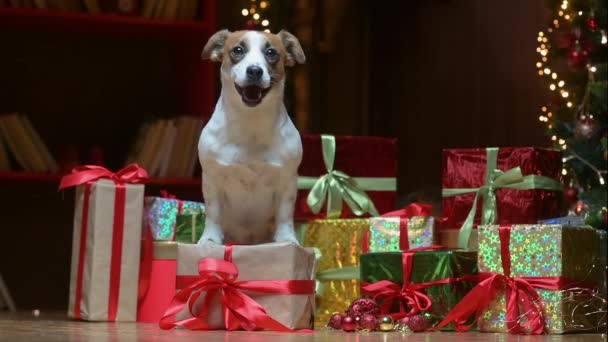 Funny Dog Jer Russell Terrier Boxes Gifts Background Festive Lights — Stock Video