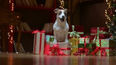 Komik köpek Jer Russell Terrier. Kutuların yanında. Arka planda hediyeler var..