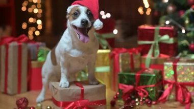 Noel Baba 'nın Komik Köpeği Jer Russell Terrier Kutuların yanında Şenlik Işıklarının Arkasında Hediyelerle.