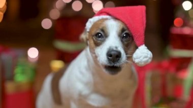 Komik köpek Jer Russell Terrier, Noel Baba Şapka Kutularının Yanındaki Kutular 'da. Festive Lights' ın arka planında hediyeler var. Mutlu yıllar ve Mutlu Noeller konsepti