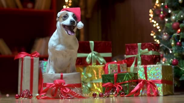 可爱的狗Jer Russell Terrier戴着圣诞老人的帽子站在盒子旁边 在节日灯火的背景下带着礼物 新年快乐 圣诞快乐的概念 — 图库视频影像