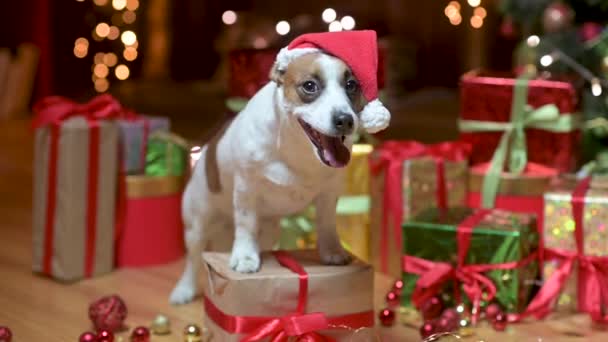 Cute Dog Jer Russell Terrier Santa Claus Kapelusz Uśmiechnięty Stojąc — Wideo stockowe