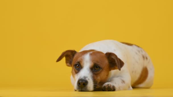 Sarı Arka Planda Şirin Bir Köpek Yavrusu Olan Jack Russell — Stok video