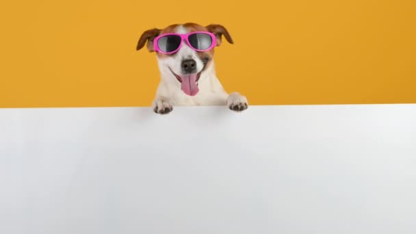 Güneş Gözlüklü Komik Köpek Cins Jack Russell Terrier Sarı Arkaplandaki — Stok video