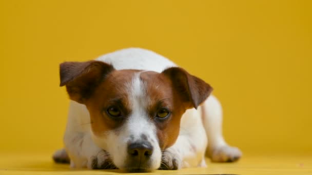 Portret Van Een Schattig Hondenras Jack Russell Terrier Ligt Een — Stockvideo