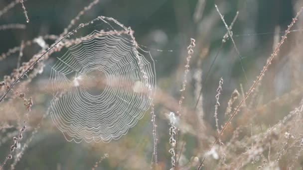 Sabahın Erken Saatlerinde Manzara Sisli Güneş Doğarken Çimler Örümcek Ağı — Stok video