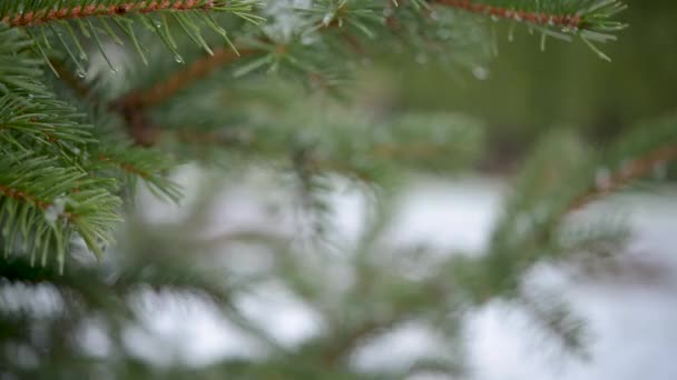 Women Hands Mittens Hang Christmas Decorations Spruce Branch Snowy New — Vídeo de Stock