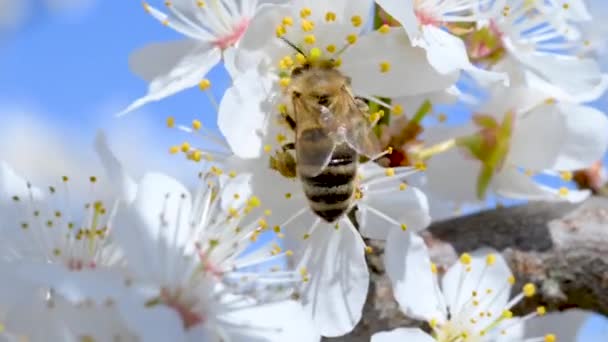 Bloeiende Boom Bijen Verzamelen Stuifmeel Van Witte Bloemen Boomgaard — Stockvideo