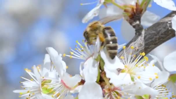 Árbol Floreciente Abeja Recoge Polen Las Flores Blancas Huerto — Vídeos de Stock