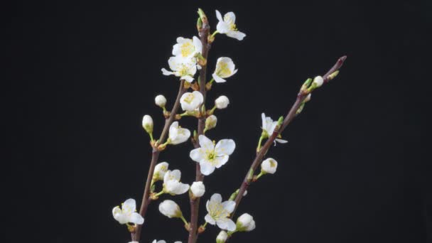 美丽的春天 樱桃树花绽放 樱桃树花纹特写 黑色的花朵背景 — 图库视频影像