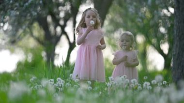 Olgunlaşmış kum tepesinde esen iki güzel kız. Rahibeler akşam bahçesinde karahindiba toplar. Doğada dinlen.