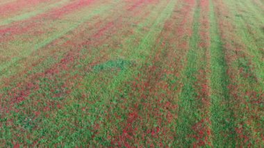 Vahşi gelinciklerin açtığı renkli bir arazide 4K uçuyor. Kırmızı gelinciklerle dolu güzel bir tarla. Gelincik alanı.