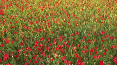 Vahşi gelinciklerin açtığı renkli bir arazide 4K uçuyor. Kırmızı gelinciklerle dolu güzel bir tarla. Gelincik alanı.