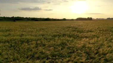 Batan güneşin sıcak ışınlarında olgun buğday tarlaları. Drone, Çavdar Tarlası 'nın üzerinde uçuyor. Yeşil buğday tarlası. Hava manzaralı. 4k görüntü