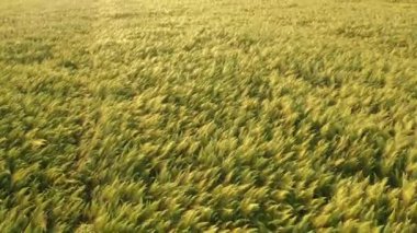 Batan güneşin sıcak ışınlarında olgun buğday tarlaları. Drone, Çavdar Tarlası 'nın üzerinde uçuyor. Yeşil buğday tarlası. Hava manzaralı. 4k görüntü