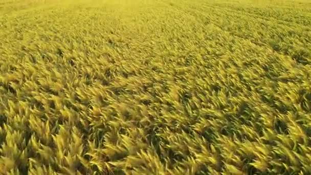 夕日の暖かい光線の中で熟した小麦の美しいフィールド ドローンはライ麦畑の上を飛ぶ 若い緑の小麦のフィールド 空中風景 4K映像 — ストック動画