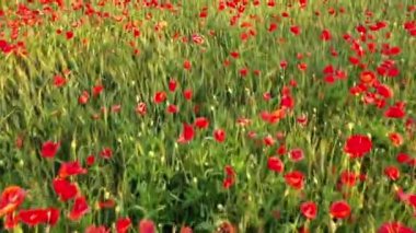 Vahşi gelinciklerin renkli bir tarlasının insansız hava aracı görüntüsü. Çiçek açan haşhaş tarlası. Kırmızı haşhaş tarlasının üzerinden uçmak. Güzel yaz kırsal manzarası. 4K video