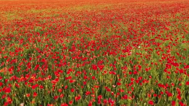 Flug Über Ein Buntes Feld Blühender Wilder Mohnblumen Schönes Feld — Stockvideo