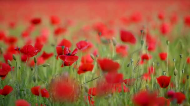 赤いケシの開花の美しいフィールド 花のポピーのフィールド 美しい夏の田園風景 ソフトフォーカスブラー4Kビデオ — ストック動画
