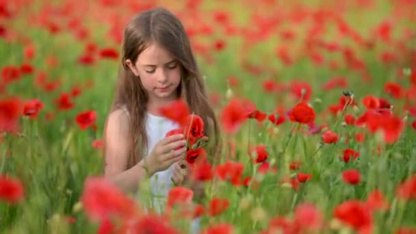 Linda Niña Vestido Blanco Recoge Ramo Amapolas Campo Chica Feliz — Vídeos de Stock