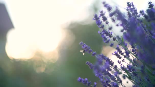 Крупный План Красивые Цветущие Лавандовые Цветы Раскачиваются Ветру Медовая Пчела — стоковое видео