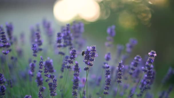 Närbild Vacker Blommande Lavendel Blommor Gunga Vinden Honungsbi Jobbar Lavender — Stockvideo