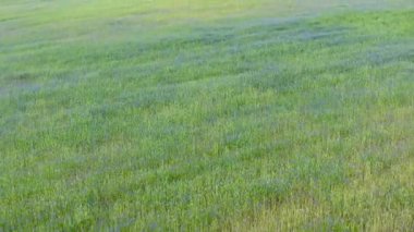 Drone, Çavdar Tarlası 'nın üzerinde çiçek açan çiçeklerle uçuyor. En tepeden güzel kırsal manzara. Hava manzaralı. 4k görüntü