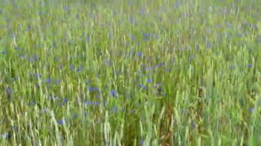 Drone, Çavdar Tarlası 'nın üzerinde çiçek açan çiçeklerle uçuyor. En tepeden güzel kırsal manzara. Hava manzaralı. 4k görüntü