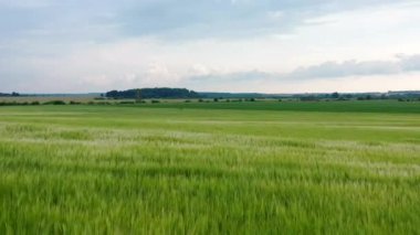 Rüzgarda sallanan güzel yeşil buğday tarlası. Drone, Çavdar Tarlası 'nın üzerinde uçuyor. Yeşil buğday tarlası. Hava manzaralı. 4k görüntü