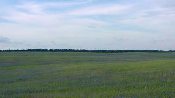 Drone Vliegt Het Rogge Veld Met Bloeiende Korenbloemen Prachtig Landelijk — Stockvideo
