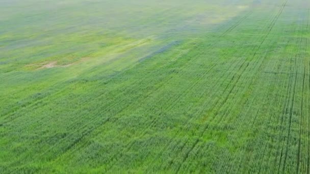 Drone Fies Rye Field Kwitnącymi Kwiatami Kukurydzy Piękny Krajobraz Wiejski — Wideo stockowe