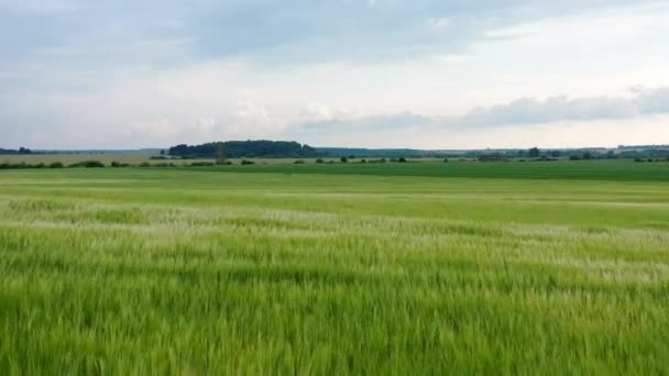 美しい緑の麦畑風に揺れる ドローンはライ麦畑の上を飛ぶ 若い緑の小麦のフィールド 空中風景 4K映像 — ストック動画