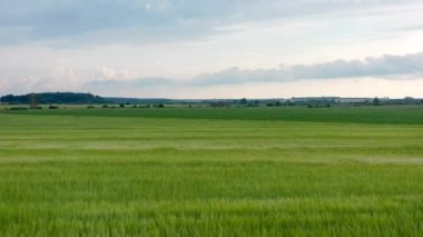 Rüzgarda sallanan güzel yeşil buğday tarlası. Drone, Çavdar Tarlası 'nın üzerinde uçuyor. Yeşil buğday tarlası. Hava manzaralı. 4k görüntü