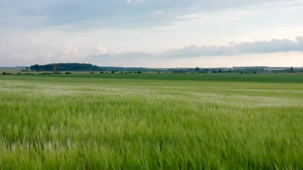 Hermoso Campo Trigo Verde Balanceándose Viento Drone Vuela Sobre Campo — Vídeo de stock