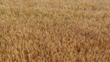 Olgun buğday tarlası. İnsansız hava aracı kırsaldaki buğday tarlaları üzerinde uçuyor. Hasat konsepti.
