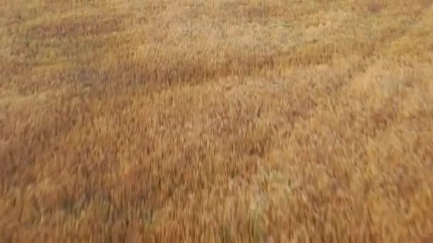 成熟的麦田 无人机飞越了乡间的麦田 收获概念 — 图库视频影像