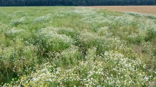 Dron Przelatuje Nad Polem Kwitnącymi Stokrotkami Dzikie Kwiaty Polne — Wideo stockowe