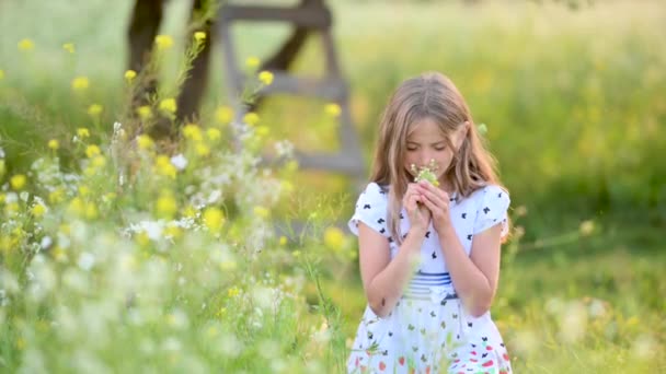 かわいい学齢の女の子夕方のフィールドを歩く 野生の花を収集します 屋外で幸せな子供 夏休みだ 子供の頃 — ストック動画