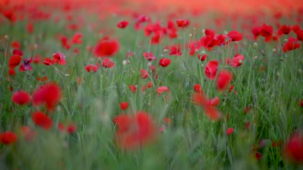 Close Colorful Field Blooming Wild Poppies Soft Focus Plants Sway — Stock Video