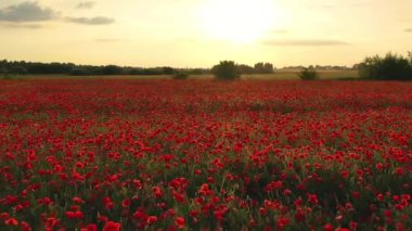 Gün batımında açmakta olan vahşi gelinciklerle dolu renkli bir arazide 4K uçuyor. Kırmızı gelinciklerle dolu güzel bir tarla. Gelincik alanı.
