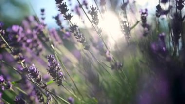 Gün batımında Rüzgarda Sallanan Güzel Çiçekli Lavanta. Fransız Kaynağının Lavanta Tarlaları 'nda mor lavanta çiçekleri. Doğa Arkaplanı.