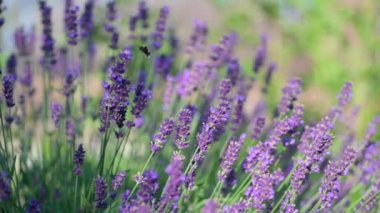 Yakın plan güzel çiçek açan lavanta çiçekleri rüzgarda sallanıyor. Bal arısı Lavanta Çiçekleri üzerinde çalışıyor. Çiçek açan Violet Kokulu Lavanta Çiçekleri. Ağır çekim. Doğa Arkaplanı.