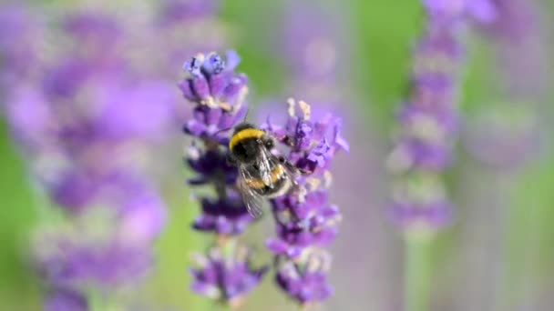 Close Abelha Trabalhando Flores Lavanda Lindo Florescendo Flores Lavanda Oscilação — Vídeo de Stock