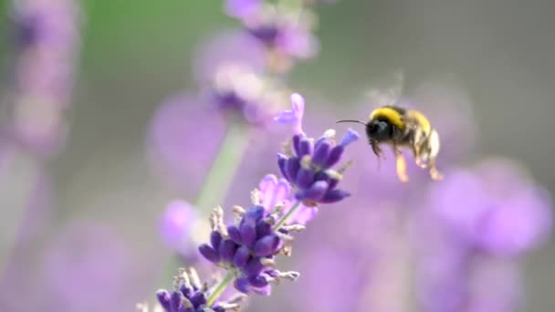 Mézes Méhecske Közelkép Virágzó Illatos Levenduláról Levendula Lila Illatos Virágok — Stock videók
